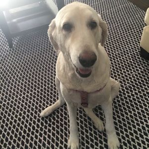 Meet your Posher, Rita